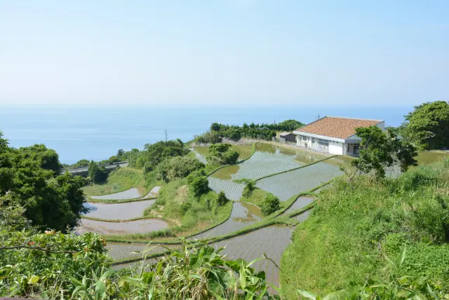 東後畑棚田