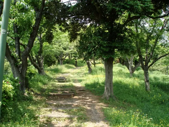 竜王山公園へ続く緑豊かな道路の風景