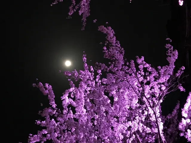 山口夜桜