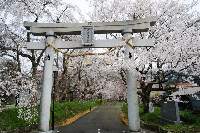 徳佐八幡宮の桜