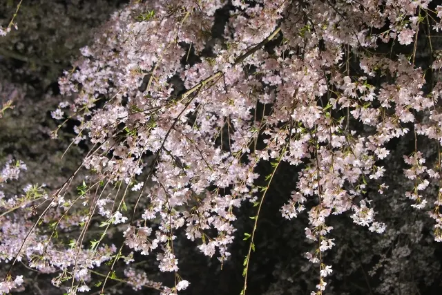 徳佐八幡宮桜のライトアップ