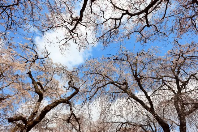 徳佐八幡宮花見