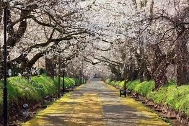山口市阿東にある徳佐八幡宮の参道