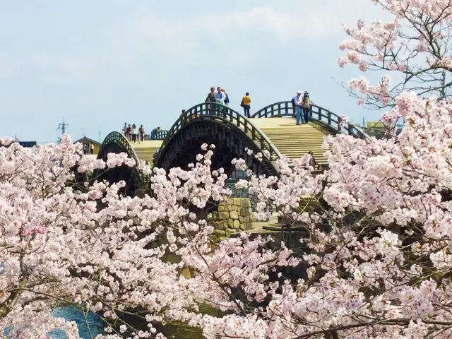 錦帯橋と桜